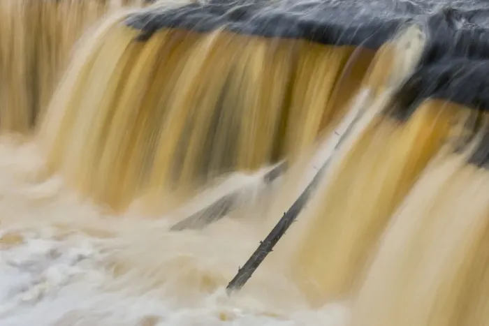 Framed Print : Trees stuck in Tahquamenon Falls, Upper Peninsula of Michigan