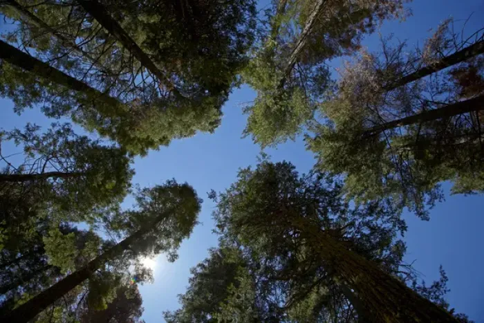 Framed Print : Trees at Tuolumne Sequoia Grove, near Crane Flat, Yosemite National Park, California, USA Framed Print : Trees at Tuolumne Sequoia Grove, near Crane Flat, Yosemite National Park, California, USA