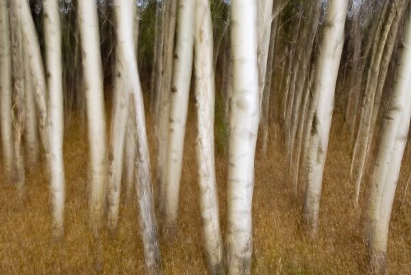 Trembling aspen, Populus tremuloides, Yukon