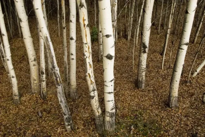 Framed Print : Trembling aspen, Populus tremuloides, Yukon Framed Print : Trembling aspen, Populus tremuloides, Yukon