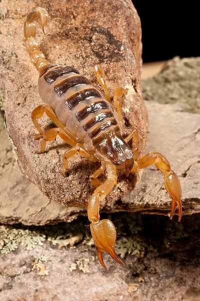 Tri-Color Burrowing Scorpion, Opistothalmus walbergii, Native to Africa