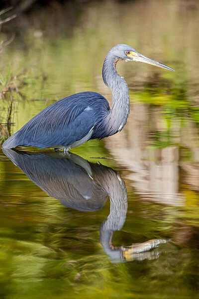 A tri-colored heron in breeding plumage, wades in shallow water, resting