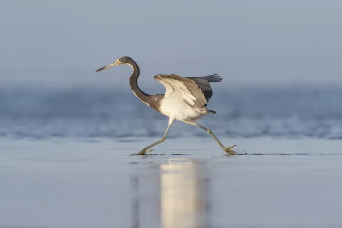 Framed Print : Tri-colored Heron (Egretta tricolor) feeding in saline wetland Framed Print : Tri-colored Heron (Egretta tricolor) feeding in saline wetland