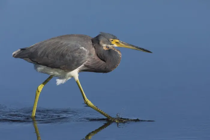 Framed Print : Tri-colored Heron stalking prey
