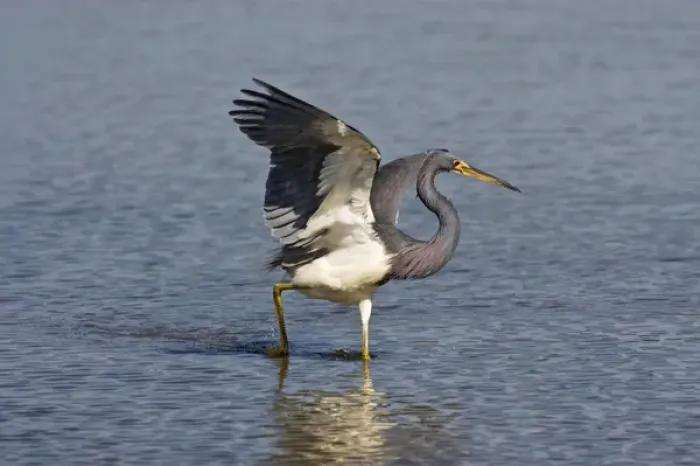 Framed Print : Tricolored Heron (Egretta tricolor) adult chasing small fish in the Laguna Madre Framed Print : Tricolored Heron (Egretta tricolor) adult chasing small fish in the Laguna Madre