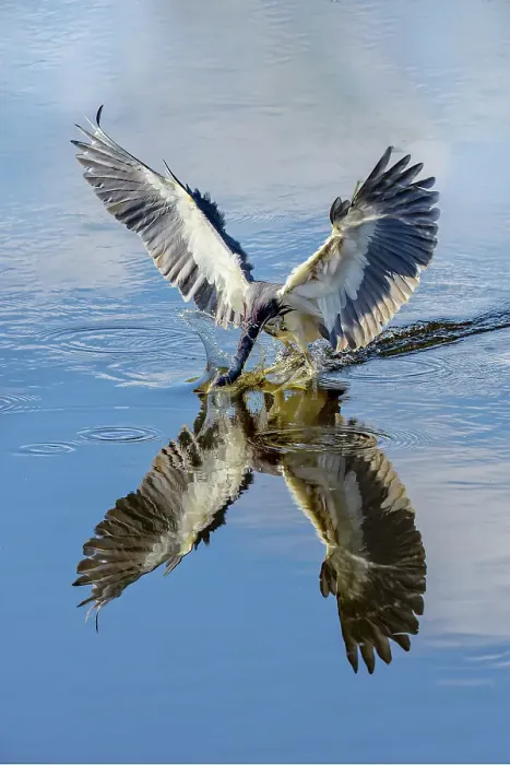 Framed Print : Tricolored heron fishing Framed Print : Tricolored heron fishing