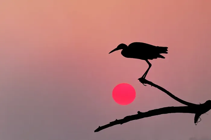 Framed Print : Tricolored heron silhouetted at sunset, Circle Bar B Ranch, Florida Framed Print : Tricolored heron silhouetted at sunset, Circle Bar B Ranch, Florida