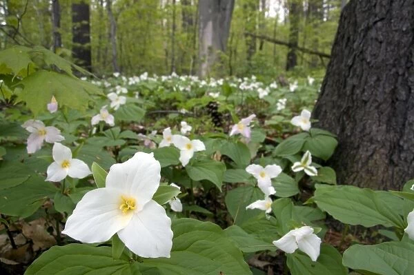 Trillium flowering plants growing wild in a woodlot in Michigan, USA