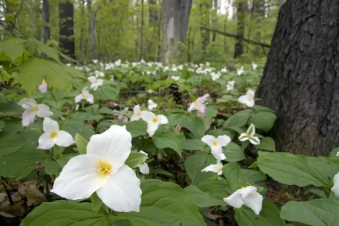 Framed Print : Trillium flowering plants growing wild in a woodlot in Michigan, USA