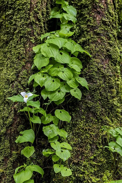 Trillium and Lady of the Valley grow on douglas fir tree in Olympic National Park