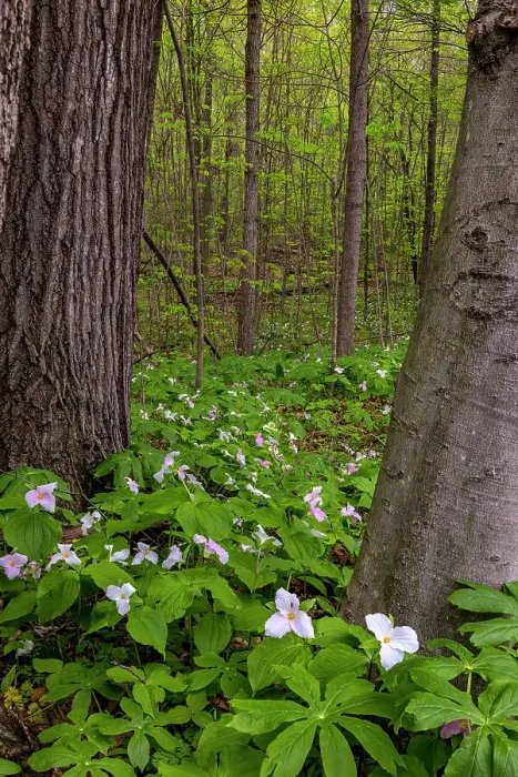 Framed Print : Trillium wildflowers at Goll Woods Nature Preserve near Archbold, Ohio, USA Framed Print : Trillium wildflowers at Goll Woods Nature Preserve near Archbold, Ohio, USA