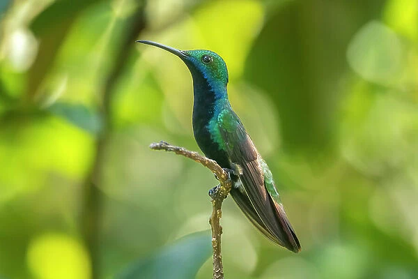 Trinidad. Black-throated mango hummingbird close-up