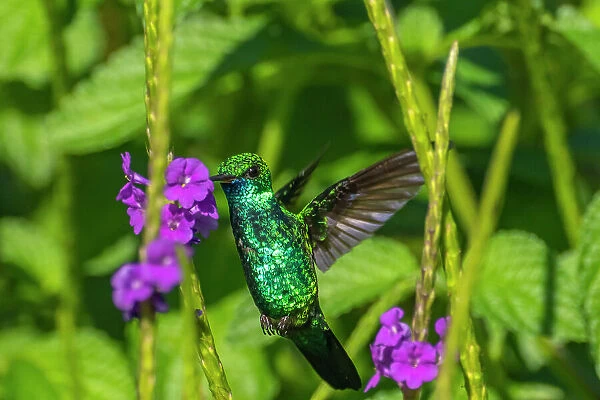 Trinidad. Blue-chinned sapphire hummingbird feeding on vervain flower
