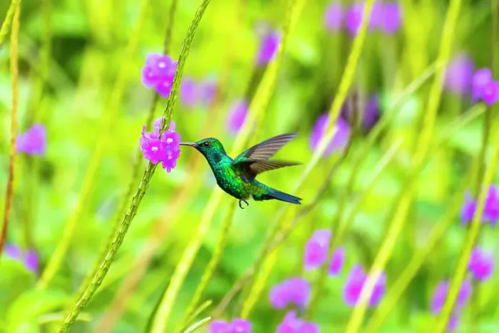 Framed Print : Trinidad. Blue-chinned sapphire hummingbird feeding on vervain flowers Framed Print : Trinidad. Blue-chinned sapphire hummingbird feeding on vervain flowers