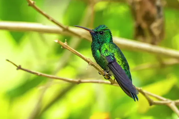 Framed Print : Trinidad. Blue-chinned sapphire hummingbird in Yerette refuge