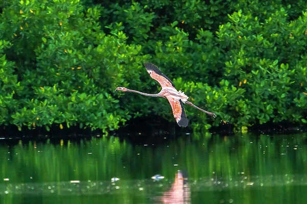 Trinidad, Caroni Swamp. American flamingo in flight