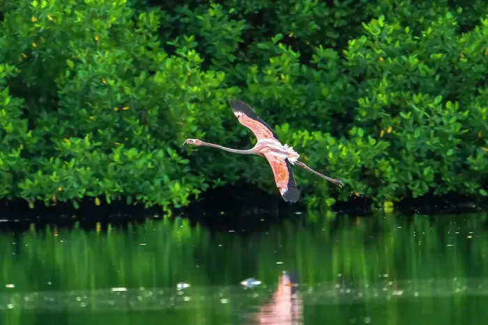 Framed Print : Trinidad, Caroni Swamp. American flamingo in flight Framed Print : Trinidad, Caroni Swamp. American flamingo in flight