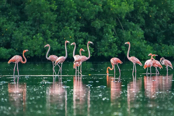 Trinidad, Caroni Swamp. American flamingos feeding