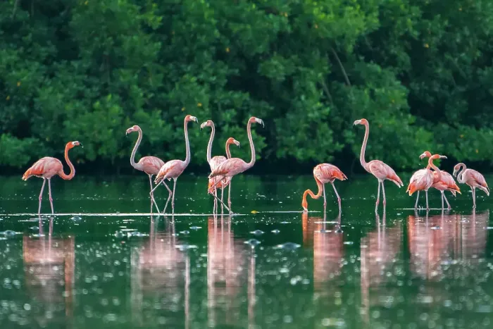 Framed Print : Trinidad, Caroni Swamp. American flamingos feeding