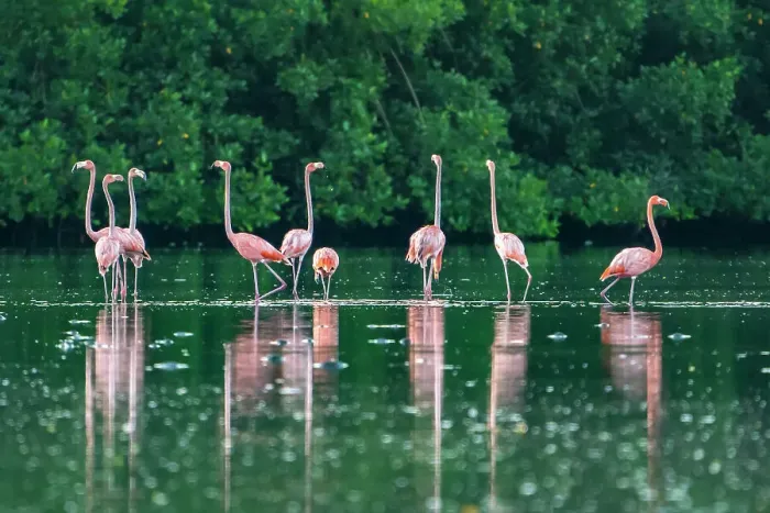 Framed Print : Trinidad, Caroni Swamp. American flamingos feeding