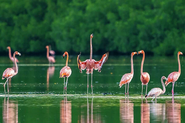 Trinidad, Caroni Swamp. American flamingos in swamp