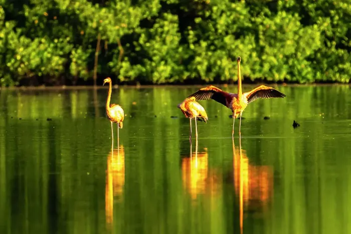 Framed Print : Trinidad, Caroni Swamp. American flamingos in swamp Framed Print : Trinidad, Caroni Swamp. American flamingos in swamp