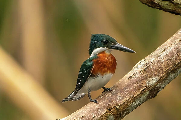 Trinidad, Caroni Swamp. Green kingfisher bird close-up