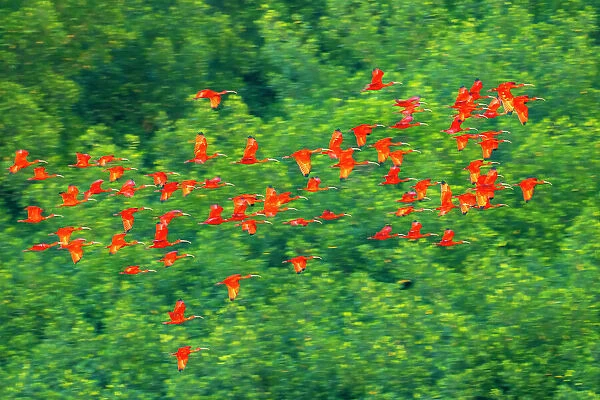 Trinidad, Caroni Swamp. Scarlet ibis birds in flight