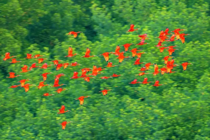 Framed Print : Trinidad, Caroni Swamp. Scarlet ibis birds in flight Framed Print : Trinidad, Caroni Swamp. Scarlet ibis birds in flight