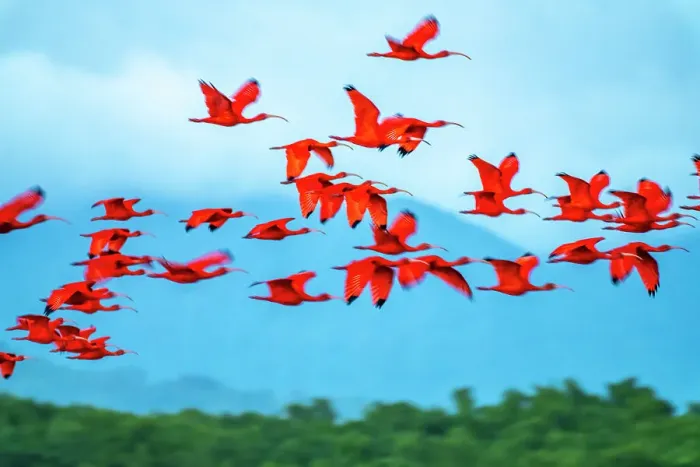 Framed Print : Trinidad, Caroni Swamp. Scarlet ibis birds in flight