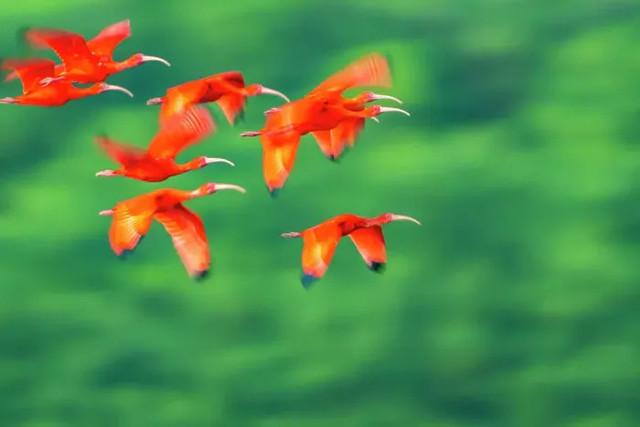 Framed Print : Trinidad, Caroni Swamp. Scarlet ibis birds in flight Framed Print : Trinidad, Caroni Swamp. Scarlet ibis birds in flight