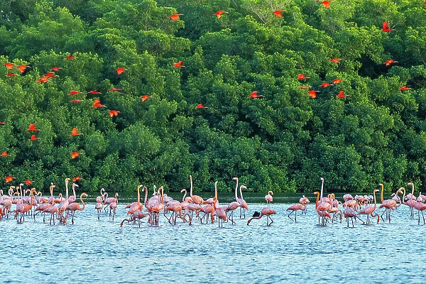 Trinidad, Caroni Swamp. Scarlet ibis birds flying over American flamingos