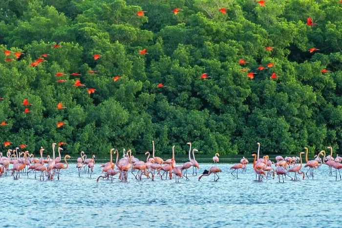 Framed Print : Trinidad, Caroni Swamp. Scarlet ibis birds flying over American flamingos