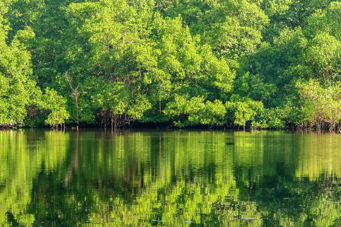 Framed Print : Trinidad, Caroni Swamp. Sunrise landscape of swamp and mangrove trees Framed Print : Trinidad, Caroni Swamp. Sunrise landscape of swamp and mangrove trees