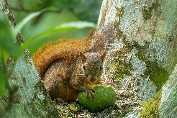 Trinidad. Close-up of red-tailed squirrel in tree eating fruit