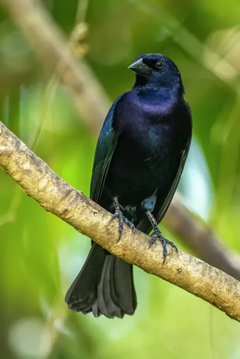 Framed Print : Trinidad. Close-up of shiny cowbird on limb Framed Print : Trinidad. Close-up of shiny cowbird on limb