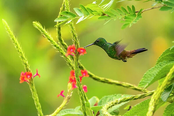 Trinidad. Copper-rumped hummingbird feeding on flowers