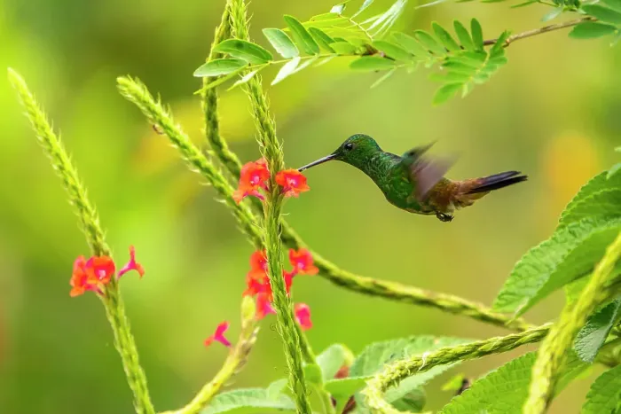 Framed Print : Trinidad. Copper-rumped hummingbird feeding on flowers Framed Print : Trinidad. Copper-rumped hummingbird feeding on flowers