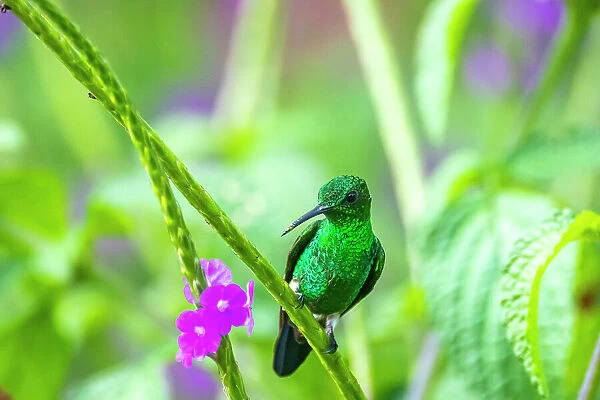 Trinidad. Copper-rumped hummingbird on limb