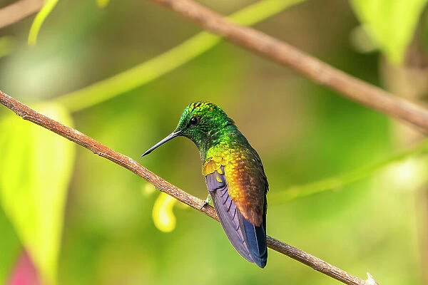 Trinidad. Copper-rumped hummingbird in Yerette refuge