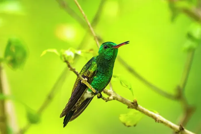 Framed Print : Trinidad. Copper-rumped hummingbird in Yerette refuge