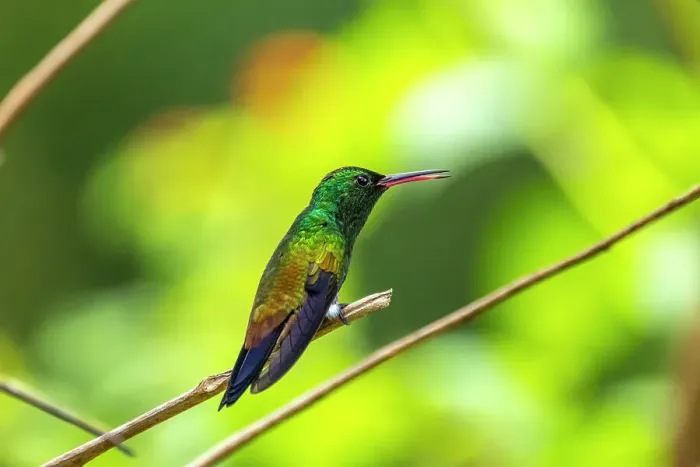 Framed Print : Trinidad. Copper-rumped hummingbird in Yerette refuge Framed Print : Trinidad. Copper-rumped hummingbird in Yerette refuge