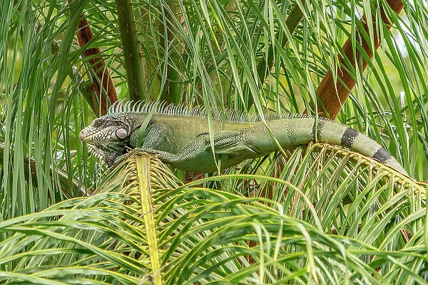 Trinidad. Green iguana in palm tree in Yerette refuge