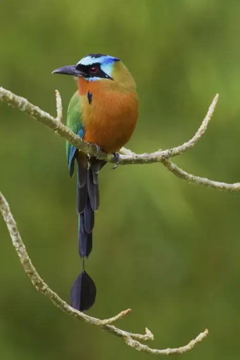 Framed Print : Trinidad Motmot; Blue-crowned Motmot Framed Print : Trinidad Motmot; Blue-crowned Motmot