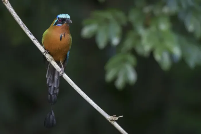 Framed Print : Trinidad motmot (Blue-crowned motmot)