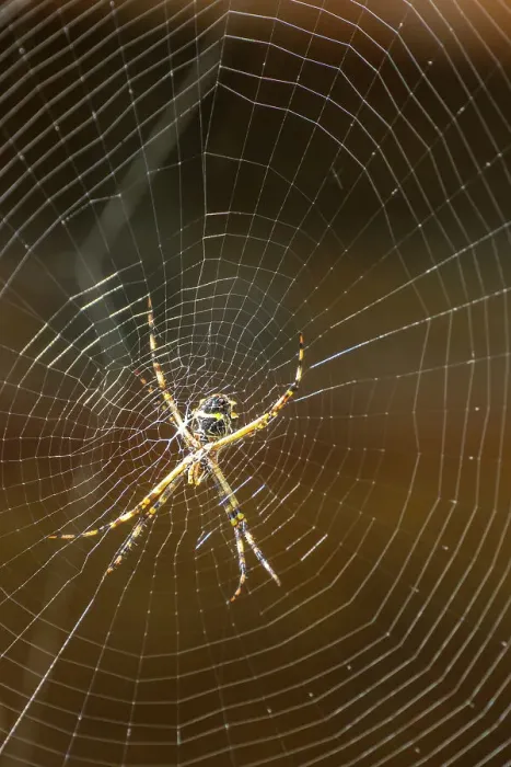 Framed Print : Trinidad. Orb weaver spider and web in Yerette Framed Print : Trinidad. Orb weaver spider and web in Yerette