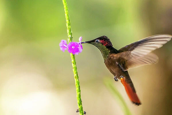 Trinidad. Ruby topaz hummingbird, feeding on vervain flower