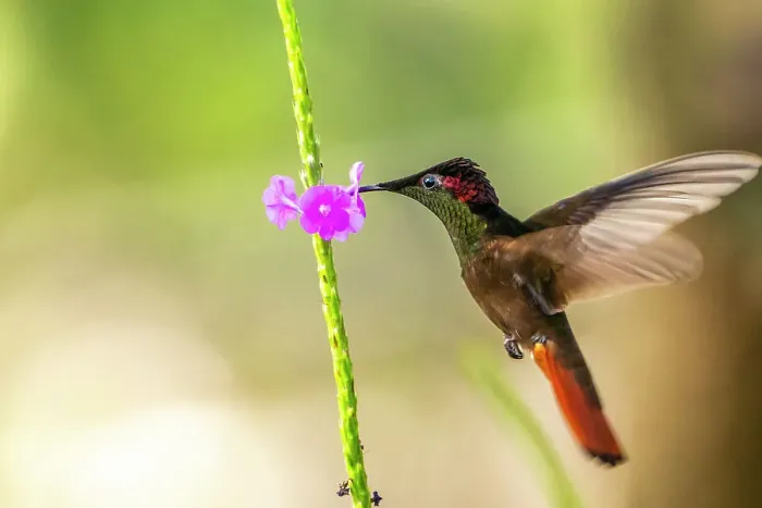 Framed Print : Trinidad. Ruby topaz hummingbird, feeding on vervain flower Framed Print : Trinidad. Ruby topaz hummingbird, feeding on vervain flower