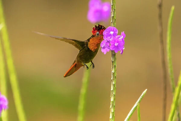 Trinidad. Ruby topaz hummingbird feeding on vervain flowers