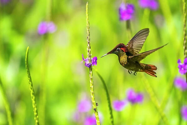 Trinidad. Ruby topaz hummingbird feeds on vervain flower